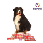 Dogssy care Cojín de semillas